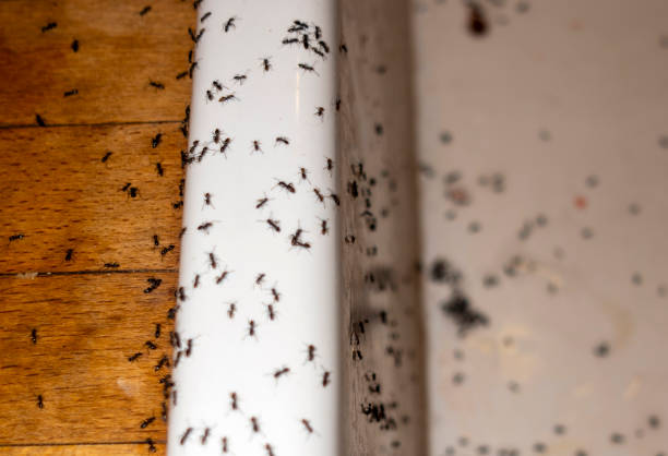 Best Pest Inspection Near Me  in Rahway, NJ