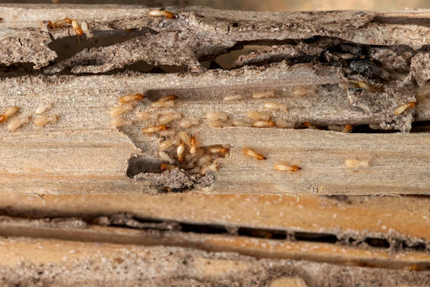 Best Mosquito Control Services  in Rahway, NJ